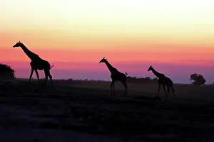 Camelopardis: Giraffe herd at sunset