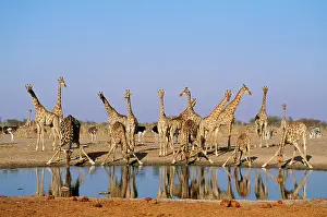Camelopardis: GIRAFFE Herd - At waterhole
