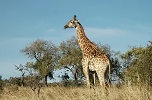 Giraffe: Giraffe - Hluhluwe Imfolozi Park, South Africa
