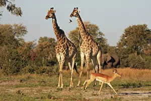 Impalas: Giraffe and Impala
