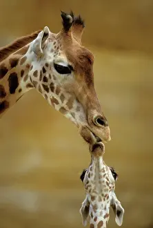 Size: GIRAFFE - Kissing young Giraffe