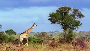 Veld: Giraffe in Kruger National park, South Africa