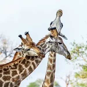 Meeting: Giraffe in Kruger National park, South Africa