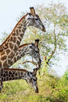 Gonarezhou: Giraffe in Kruger National park, South Africa