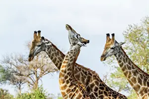 Gonarezhou: Giraffe in Kruger National park, South Africa
