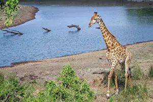 Zimbabwe: Giraffe in Kruger National park, South Africa
