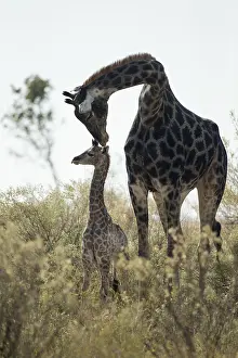 Kiss: Giraffe - mother and baby - Botswana, Africa