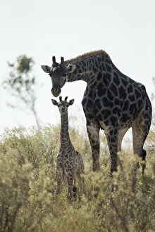 150818: Giraffe - mother with calf - Botswana, Africa