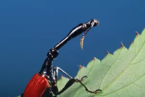 Trachelophorus: Giraffe-necked Weevil