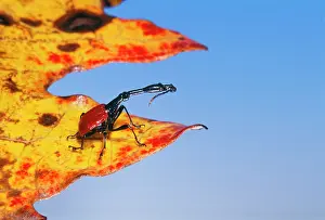 Trachelophorus: GIRAFFE-NECKED WEEVIL
