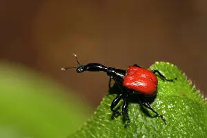 Special: Giraffe necked weevil, Other animals, Insects, Beetles
