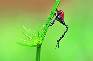 Trachelophorus: Giraffe-necked Weevil - male