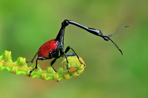 Trachelophorus: Giraffe-necked Weevil - male