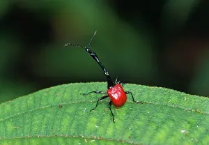 Weevils: Giraffe-necked Weevil - male