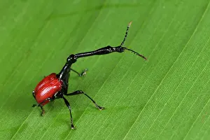 Curculionoidea: Giraffe-necked Weevil (Trachelophorus giraffa) male
