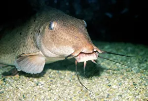 Giraffe: Giraffe-nosed Catfish