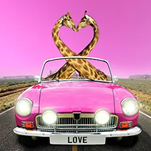 Entwined: Giraffe pair necks in the shape of a heart, driving