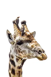 Gonarezhou: Giraffe portrait isolated in white background