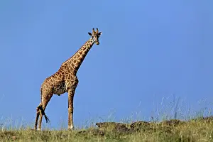 Tippelskirchi: Giraffe, on ridge against blue sky, Giraffa