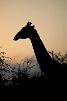 Giraffe - silhouette at dusk - Kruger National Park