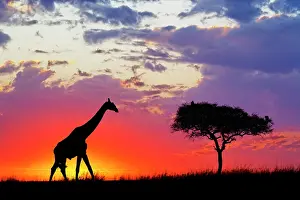 Silhouettes: Giraffe silhouetted at sunrise, Giraffa
