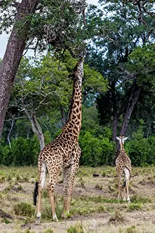 Higher: Giraffe stretching to reach higher tree leaves