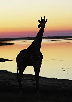 Camelopardis: Giraffe at sunset