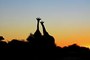 Camelopardis: Giraffe at sunset