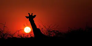 170122: Giraffe at sunset