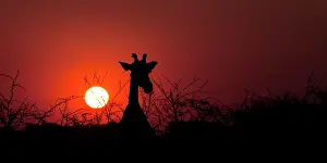 170122: Giraffe at sunset in Etosha national park Namibia