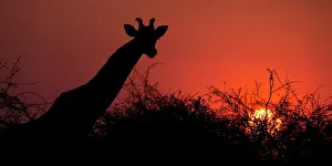 170122: Giraffe at sunset in Etosha national park Namibia