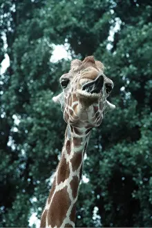Neck: GIRAFFE - with tongue out