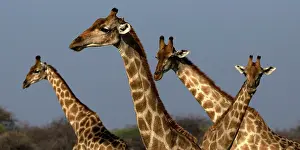 Scan: Giraffe are used to scan environment before drinking