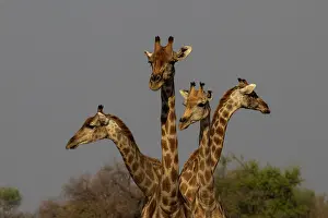 Scan: Giraffe are used to scan environment before drinking