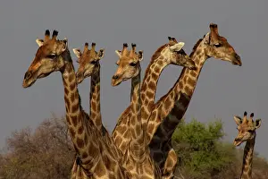 Scan: Giraffe are used to scan environment before drinking