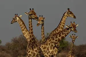 Scan: Giraffe are used to scan environment before drinking