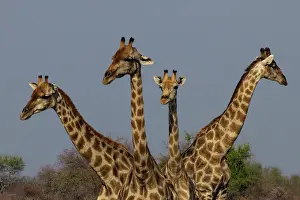 Scan: Giraffe are used to scan environment before drinking