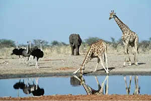 Clem Haagner: GIRAFFE - at waterhole, with African Elephant and Ostrich
