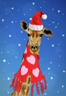 Scarves: Giraffe - wearing Christmas scarf