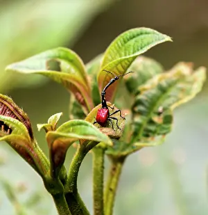 Weevils: Giraffe Weevil / Giraffe-necked Weevil on leaves