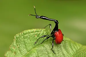 Andasibe: Giraffe weevil (Trachelophorus giraffa) male on