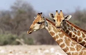 Necks: GIRAFFE - x two, close-up of heads and necks