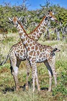 Giraffe: Giraffen, Etosha-Nationalpark, Namibia, Africa