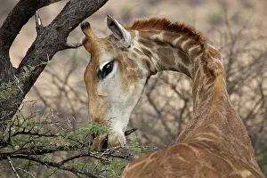 Spine: Giraffes are commonly seen in many namibian parks. They feed