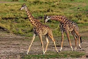 Rituals: Giraffes courting on the plains