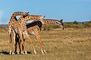 Rituals: Giraffes courting on the plains
