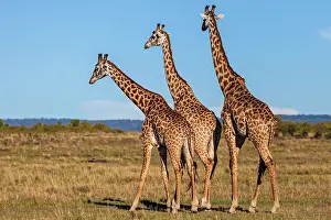Rituals: Giraffes courting on the plains