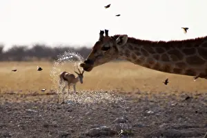 Giraffes: For giraffes, drinking is dangerous because they have to ben
