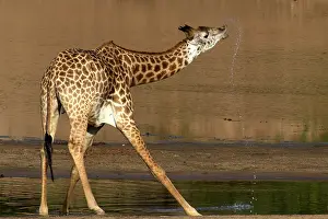 Luangwa: For giraffes, drinking is dangerous because they have to ben