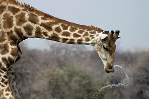 Giraffes: For giraffes, drinking is dangerous because they have to ben